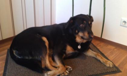 Blake ein liebevoller Beauceron-Mix sucht ein neues Zuhause