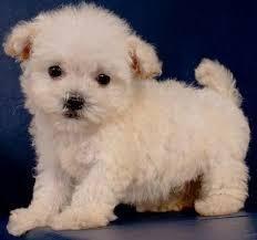 Maltipoo Welpen 250 00 Euro