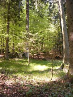 Waldgrundstück Wald Mischwald nähe Freyung zu tauschen