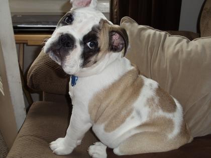 Englisch Bulldogge Welpen für weggeben