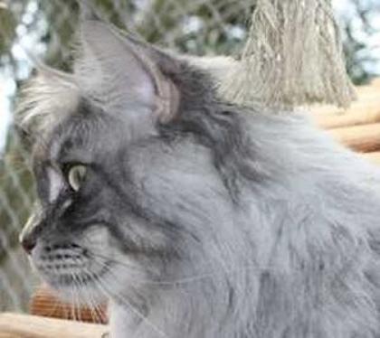 Kittensegen im Drachenhort