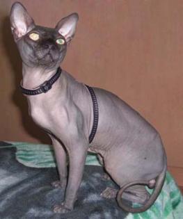 Kanadischer Sphynx