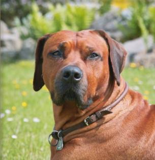Top Rhodesian Ridgeback Welpen