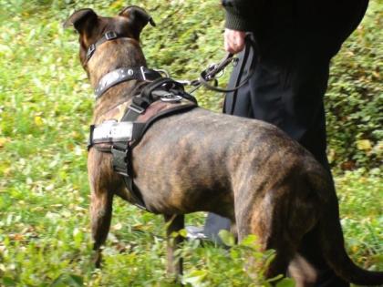 Tierparkwanderung mit Hund im Berliner Tierpark