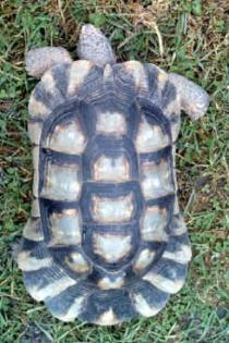 Breitrandschildkröte männlich