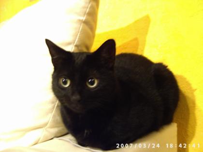 Suche Katzensitter für meine beiden Hauskatzen Sindy und Joel