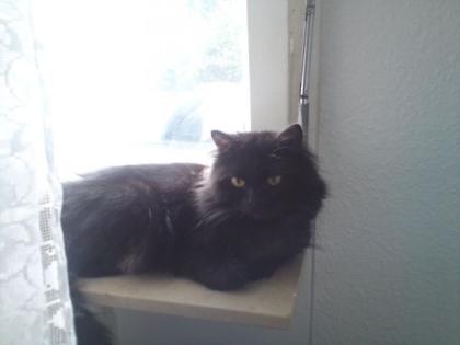 1 5 Jahre alter Perserkater abzugeben