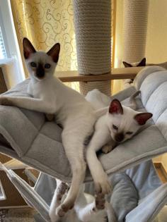 Traditionelle Thaikatzen aus registrierter Zucht Abgabe ab 01. 09.