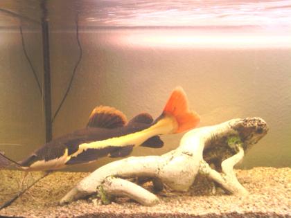Phractocephalus hemioliopterus Rotflossen-Antennen wels ca. 35-45cm