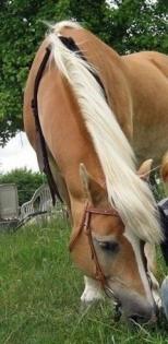 Biete Reitbeteiligung an einer lieben Haflinger 17Jahre Wohnt in der RG Eichengr
