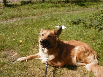Wurfankündigung Golden Retriever - Weisser Schäferhund Langstock-Welpen