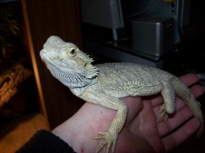 Kleine Bartagame abzugeben 10 Monate alt Männchen