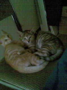 Verschenke 2 schöne Hauskatzen