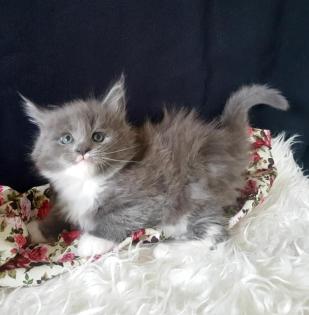 . Sehr typvolle Maine Coon kitten mit Stammbaum .
