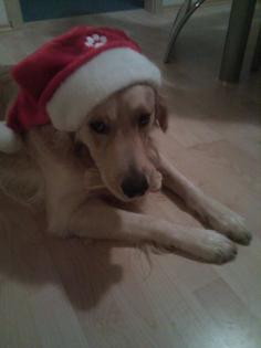 Golden Retriver absolut lieber Familienhund sucht neues liebevolles zuhause