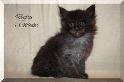 Black smoke Maine Coon Kitten mit Papieren sehr typvoll