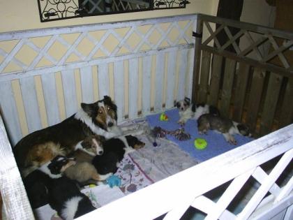 Wunderschöne reinrassige Colliewelpen