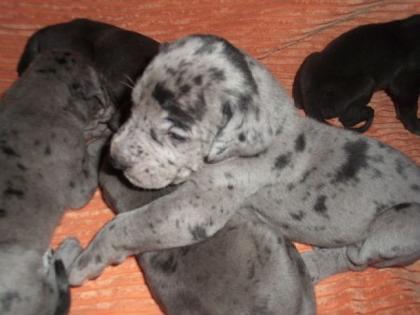 Deutsche Doggen Welpen suchen ab den 16. 01. 2022 ein neues Kuschelsofa