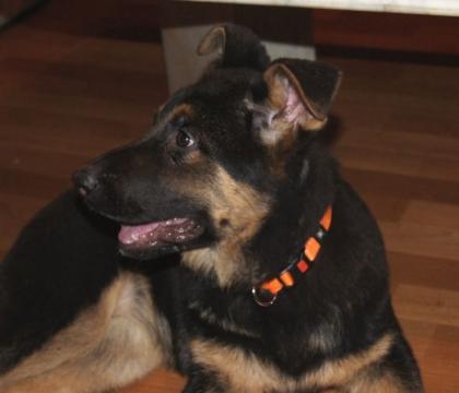 Schäferhund Welpen Hündinen nach Top Verbindung ideal für Hundesport