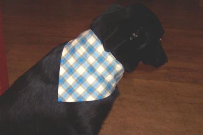 Hundehalstücher Gr. XS S M L