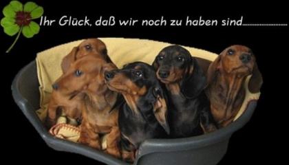 Wunderschöne Kurzhaar-Dackel-Welpen suchen liebe Dosenöffner