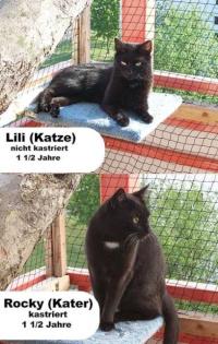 Schwarzes Katzenpärchen Kater Katze abzugeben