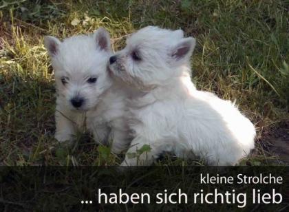 Westi Welpen suchen ein neues Zuhause
