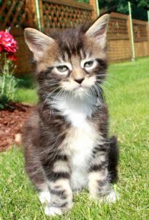 Reinrassige Typvolle Maine Coon Kitten suchen neue Spielkameraden