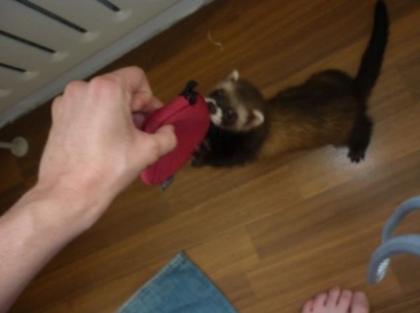 Chihuahua hündin abzugeben