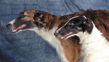 Rassehunde Barsoi