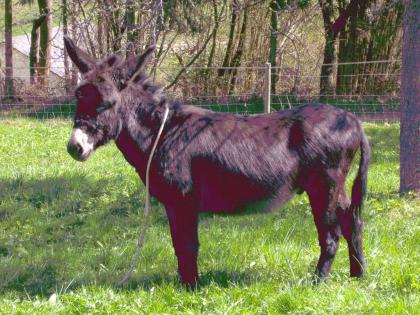 Esel Wallach 1 20m 3Jahre menschenbezogen liebt Kinder