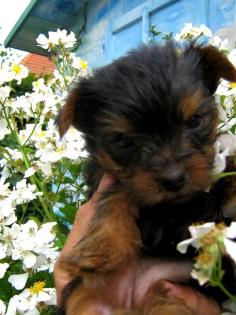 Zuckersüsse Yorkshire Terrier BELLA und ATRO . 6 Wochen