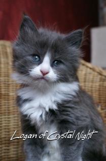 Lieber verschmuster Maine Coon Babykater zu verkaufen