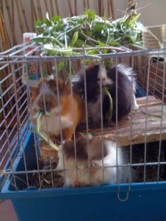 3 webliche schweinchen 1 1/2 Jahre jung