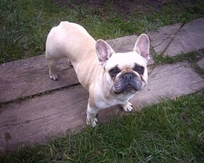 FRENCH BULLDOG HÜNDIN FAWN 4 JAHRE TOP FIT ABZUGEBEN