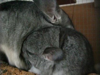 Chinchilla-Baby w geb. 12. 10. 07 abzugeben ab 01/08