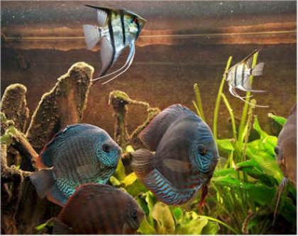 Suche Diskus Skalare Guppys im umkreis 30km um Augsburg Dillingen und Burgau