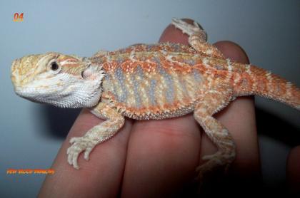Bartagamen Nachzuchten Hypos Leatherbacks