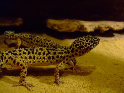 2 Leopardgeckos mit Terrarium abzugeben