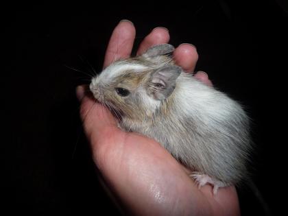 Degu-Jungtier Schecke abzugeben