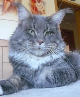 Maine Coons vom Lilientor