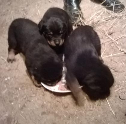 Hübsche kräftige Rottweilerwelpen