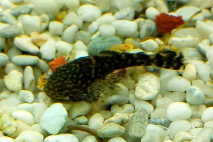 Brauner Antennenwels - Ancistrus spec.