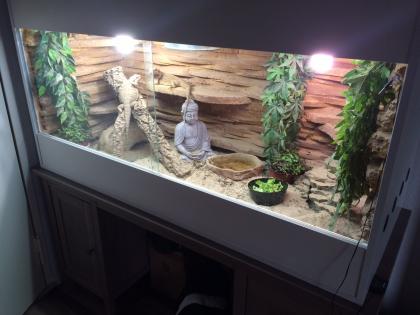 2 weibliche Bartagamen mit oder ohne Terrarium