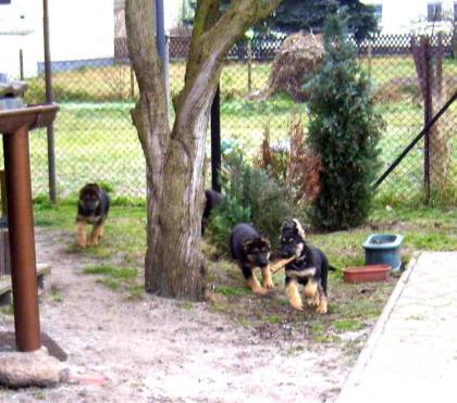 Schäferhundwelpen rein DDR /blütig in schw/br