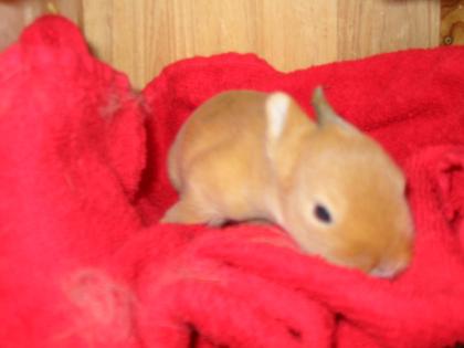 Kleine Löwenkopfzwergkaninchen suchen neuen Möhrenspender