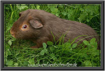Meerschweinchen verschieden Rassen und Farben