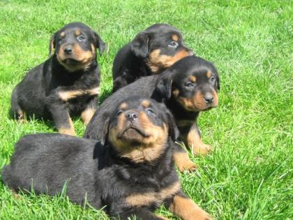 Rottweiler welopen