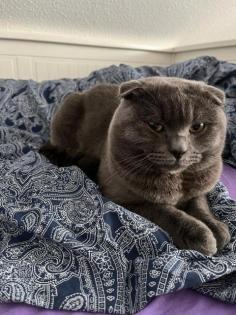 Scottish fold