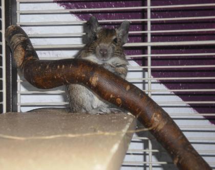 4 Degu männchen 4 Degu weibchen Käfige Zubehör